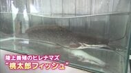 願わくは日本の国民食に！岡山発祥の陸上養殖ヒレナマズ「桃太郎フィッシュ」の管理方法と味に迫る【岡山】