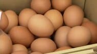 ニワトリ約2万2000羽が焼け死ぬ　養鶏場で鶏舎2棟を全焼した火事から1週間　“買って応援”しようと直売店にファン続々　支援の輪広がる　長野・佐久市