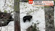 人里“覚えた”クマが各地に出没　八幡平の「ドラゴンアイ」ではセンサーカメラが週50回以上クマの姿を捉えることも