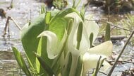 長野市鬼無里の奥裾花自然園でミズバショウ見頃　全国有数の81万株が群生　一帯は林野庁の「水源の森百選」