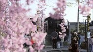 喜多方市・日中線しだれ桜並木　旧国鉄日中線跡を彩る約3キロのサクラの道《ふくしま桜紀行2025》