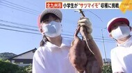 実りの秋 小学生が“サツマイモ”収穫に挑戦 顔ほどある大きさのものも 北九州市小倉南区