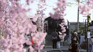 喜多方市・日中線しだれ桜並木　旧国鉄日中線跡を彩る約3キロのサクラの道《ふくしま桜紀行2025》
