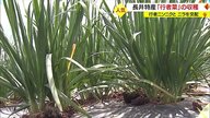スタミナがつく人気の野菜　長井市特産の「行者菜」 収穫時期を迎える【山形発】