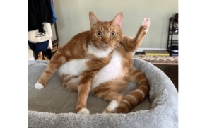 猫「よっ、元気?」…飼い主も「何がどうなっているの」と困惑の“謎ポーズ”がかわいい