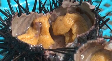駆除されるはずのウニを陸上養殖で再生　廃棄物の活用で平均価格は天然物の約6倍にも　津…