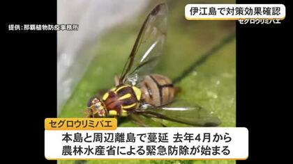 セグロウリミバエの被害減少　伊江島での対策効果を確認