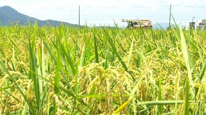 【速報】コメ農家への支払い額が急落　JA福井県がコシヒカリの内金を1万7000円に決定　去年より1万2000円下回る　“コメ余り”で大幅引き下げ