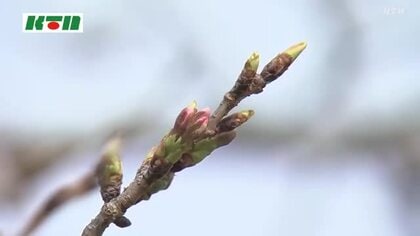  「咲きそうなのが3輪」午前のサクラ開花発表はお預け…長崎の開花発表はいつに？
