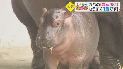 赤ちゃんカバ「まんぷく」が1歳に　体重は約140キロ！歯も生えそろい…大好物を食べて元気に成長中【愛媛発】