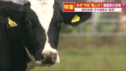 子牛1頭100円…セリが大暴落　コロナ・戦争・円安で“酪農王国”北海道が崩壊の危機