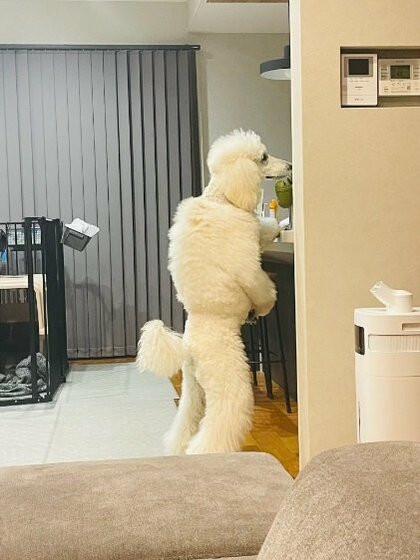 「人、入ってますよね!?」おやつを取ろうとスラリと立つプードルに驚きの声！どれだけ立っていられるのか聞いてみた