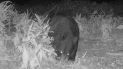 富山市大沢野地区の国道41号近くに「成獣のクマ」出没、AIカメラが捉える　近くには小学校も
