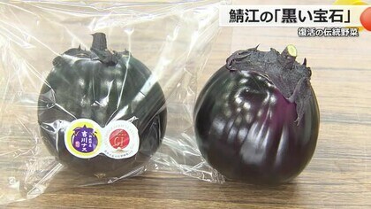 千年の歴史　伝統野菜「吉川ナス」目ぞろえ会　低温で生育遅れるも前年より2万個多い7万個の収穫見込む【福井・鯖江市】