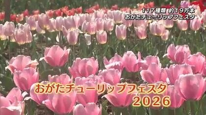 春恒例「おがたチューリップフェスタ」始まる　117種類約19万本の色とりどりの花が広がる　大分