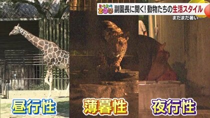 夜の狩人フクロウはウインク？肉食ジャガーの秘密は目の中に！夜の動物園で動物の生活スタイルを観察しよう【愛媛発】