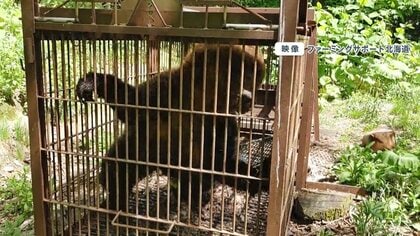 【注意】檻にかかった体長1.6ｍのヒグマが鋭い爪を向け威嚇する恐怖映像 北海道・岩見沢市【クマ目撃過去最多ペース】