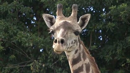 国内に11頭しかいない　絶滅危惧種のマサイキリン・ヒマリが鹿児島へ　「お婿さん探し」に込められた命のバトン	