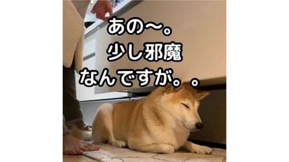 「邪魔可愛いヤツめ」キッチンから動かない柴犬　引き出し開けても器用に頭を下げて…なぜ居座る？飼い主に聞いた