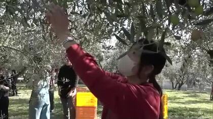 オリーブ生産量日本一…小豆島で香川大学農学部の学生約２０人が収穫体験【香川】