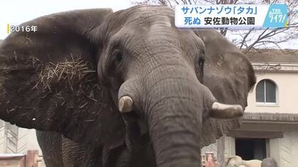 広島・安佐動物公園の人気者　サバンナゾウの「タカ」死ぬ　穏やかな性格　１９９１年姫路生まれ３５歳　【広島発】