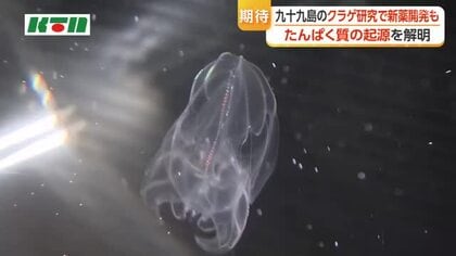 九十九島のクラゲから…がん・難病の新薬開発に期待　長崎国際大・海きららが共同研究