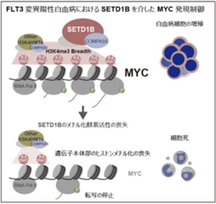 白血病悪化のカギを握る酵素を発見~がん遺伝子「MYC」を支える仕組みに迫る~