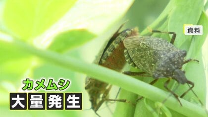 異常発生の“カメムシ”対策グッズが登場！「へこきむしナイス」 臭いを