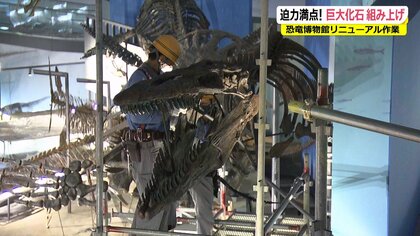 サメも丸呑みする“海の巨大トカゲ” 7000万年前の化石「ティロサウルス