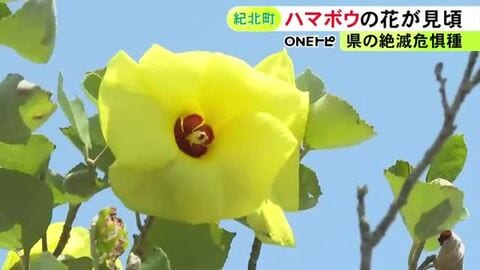 レモン色で可憐な姿…三重県紀北町で夏の花『ハマボウ』が見頃 護岸工事等で数が減り県の絶滅危惧種にも指定