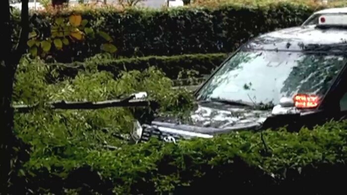 倒れた街路樹がタクシーのボンネットを直撃