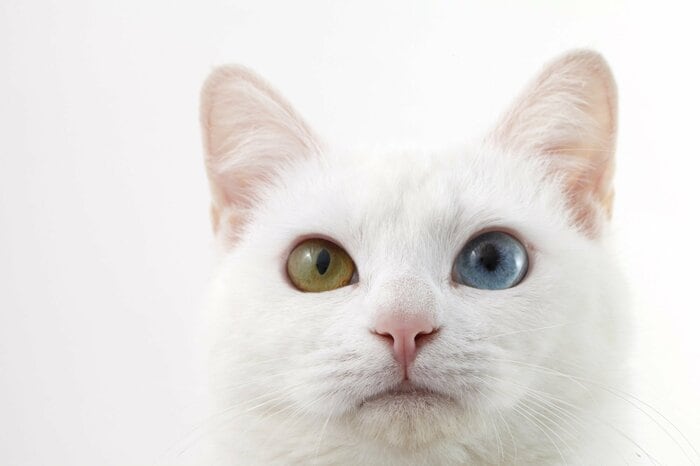 オッドアイ（画像はイメージ）