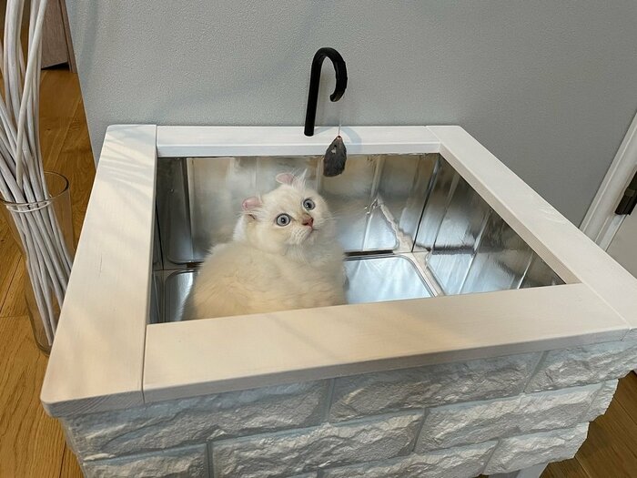 ネコ用のシンクに入るおこめちゃん