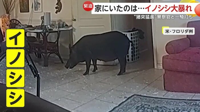 平然とした様子で家の中で佇むイノシシ(Lee County Sheriff's Office)