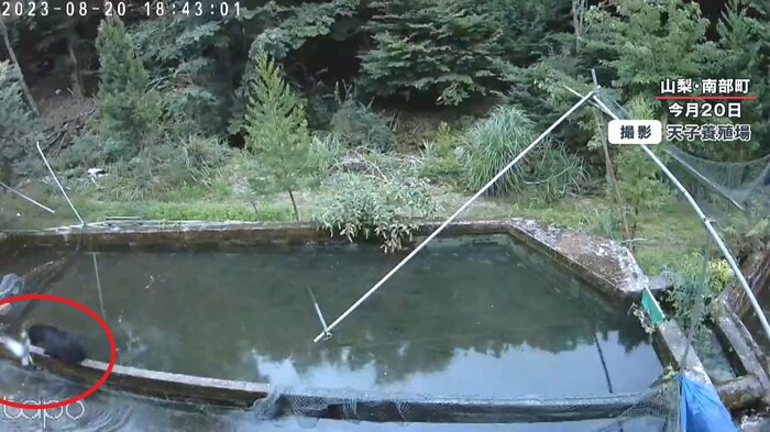野鳥に襲いかかる