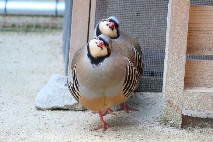 首をかしげたカメラ目線を捉えたことも…(提供:松江フォーゲルパーク)