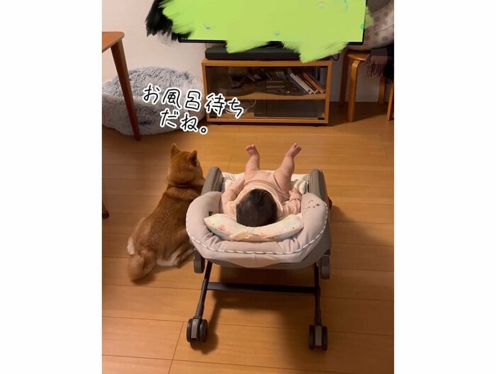 まーちゃんと一緒にお風呂待ち中(提供:柴犬 むぎさん)