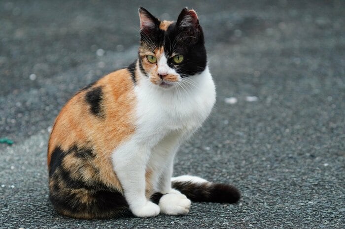 (画像はイメージ)
