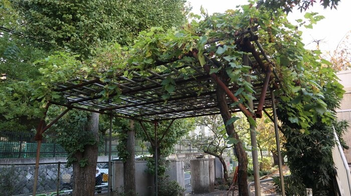 ブドウ棚はぶどうのいえに集う家族を見つめてきた