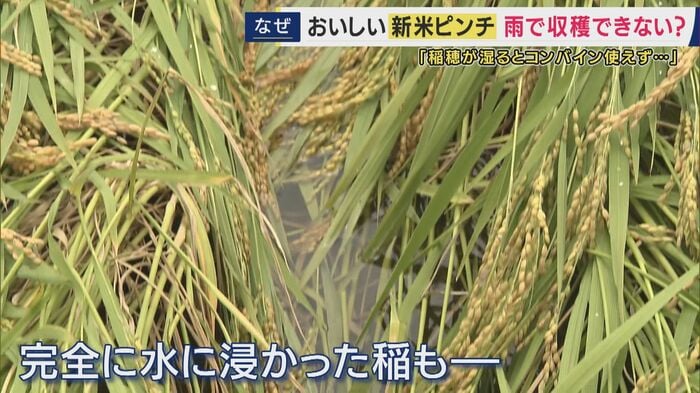 コシヒカリの稲が倒れ…