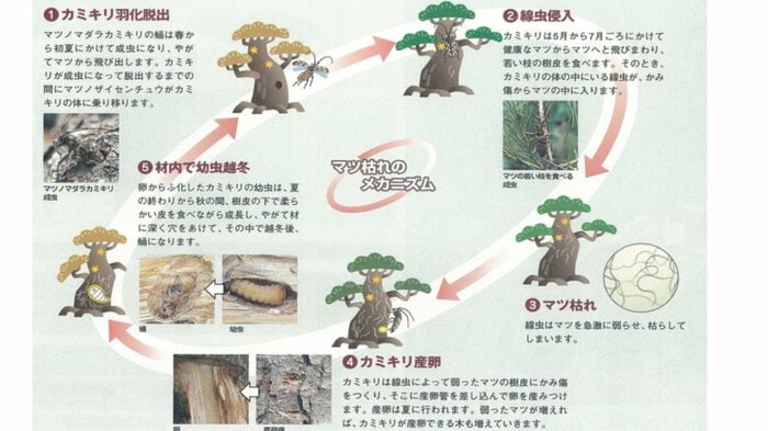 松くい虫被害のメカニズム(出典:(社)全国林業改良普及協会「松くい虫からみんなでマツを守ろう!」)