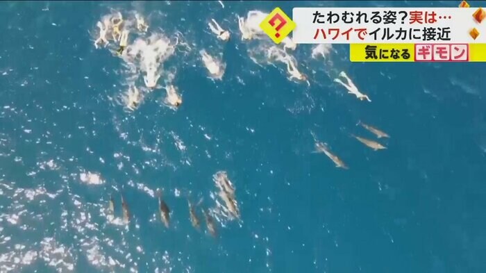 イルカに近づいて泳ぐ海水浴客