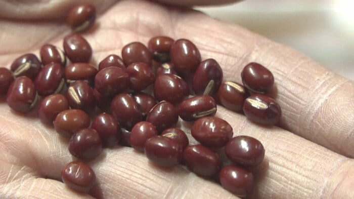 北海道十勝産大納言小豆