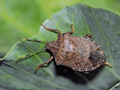 クサギカメムシ 提供:兵庫県病害虫防除所