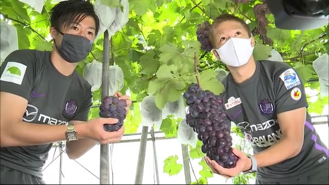 サンフレ森崎兄弟も「絶賛」三次のジャンボピオーネ