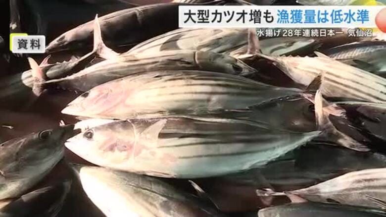 大型カツオ増も 漁獲量は過去２０年で最も低水準に　気仙沼市でカツオ漁の意見交換会〈宮城〉｜FNNプライムオンライン