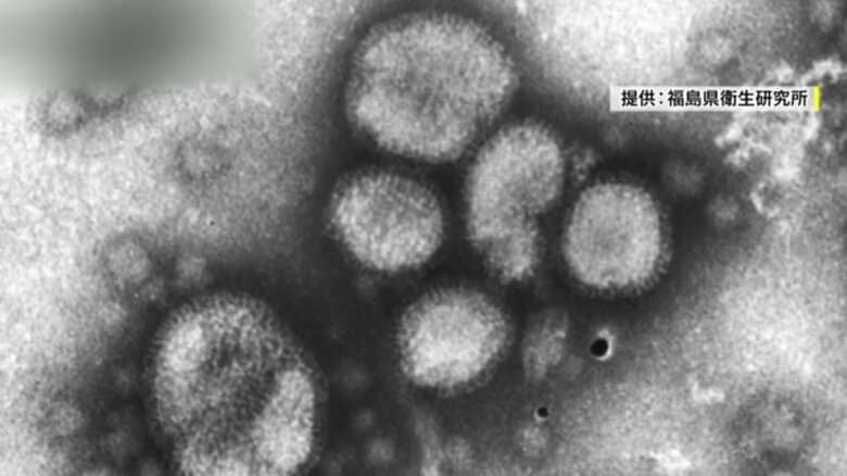 インフルエンザ変異株【サブクレードK】　なぜ急拡大？症状に違いは？今後の懸念など感染症の専門家に聞いた｜FNNプライムオンライン