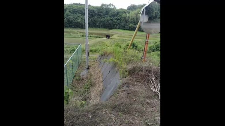 いわき市南部でクマの姿を初めて確認　箱わな設置で注意呼びかける＜福島県・いわき市＞｜FNNプライムオンライン