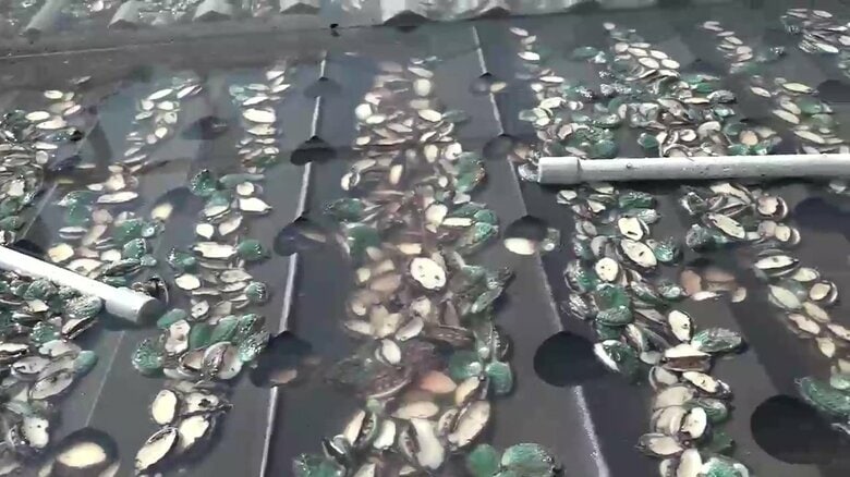 被害額5億円「養殖アワビ」約250万個が全滅…山火事による停電で海水循環停止「心が折れそうになるけど」震災と火災2度の苦難に立ち向かい再建へ決意【岩手発】｜FNNプライムオンライン