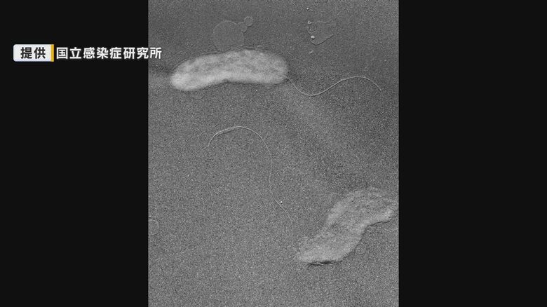福山市でコレラ患者　バングラデシュから入国男性、すでに快方に向かう　国内での感染確認は今年初　広島｜FNNプライムオンライン